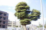 R0013827.JPG